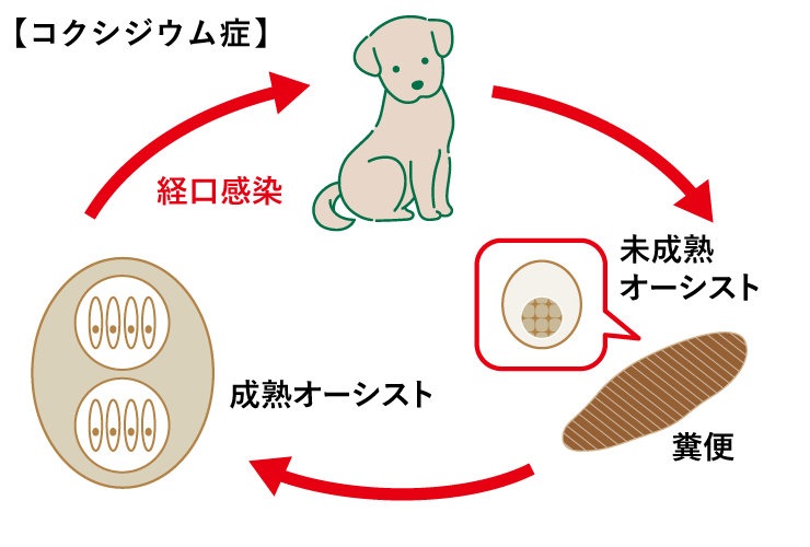 コクシジウム症<犬>図