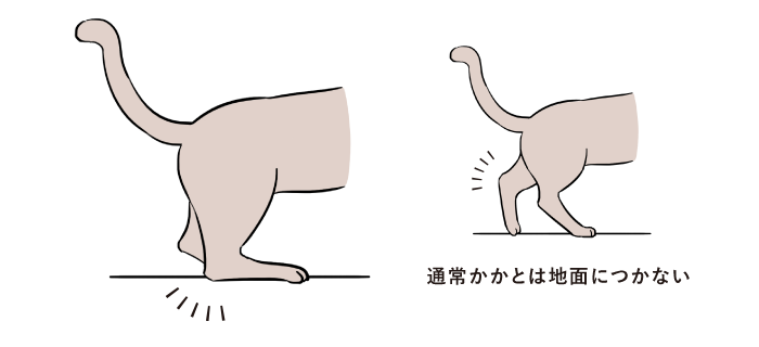 猫 蹠行