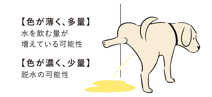 尿の色が薄くなる/濃くなる