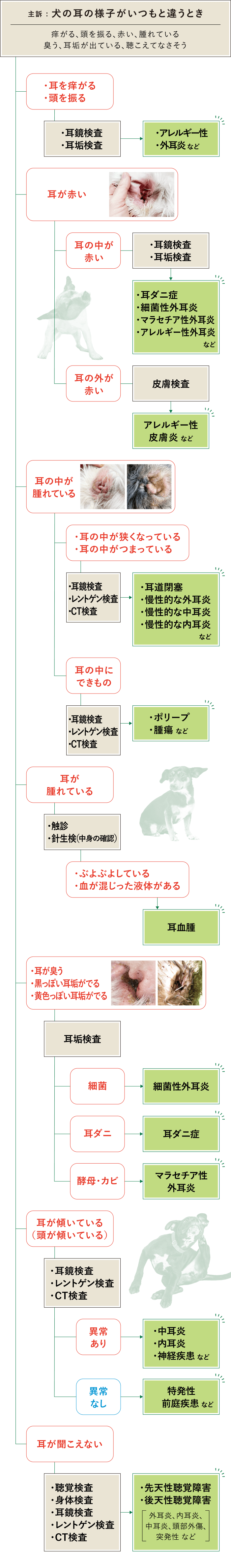 耳の様子がいつもと違う 症状フローチャート