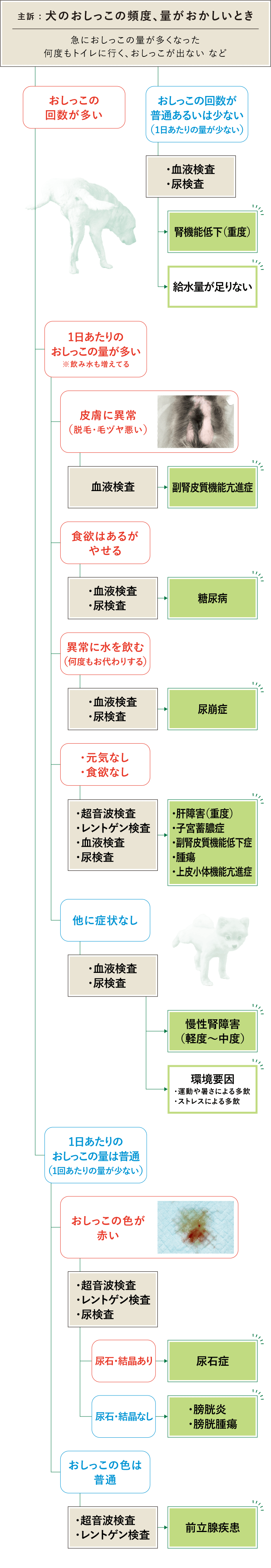 おしっこ頻度 フローチャート