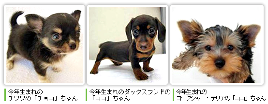 アニコム損保のご契約者様です