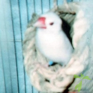 アニコム損保「どうぶつ健康保険証」写真