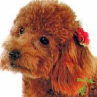 アニコム損保「どうぶつ健康保険証」写真