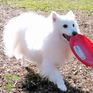 アニコム損保「どうぶつ健康保険証」写真