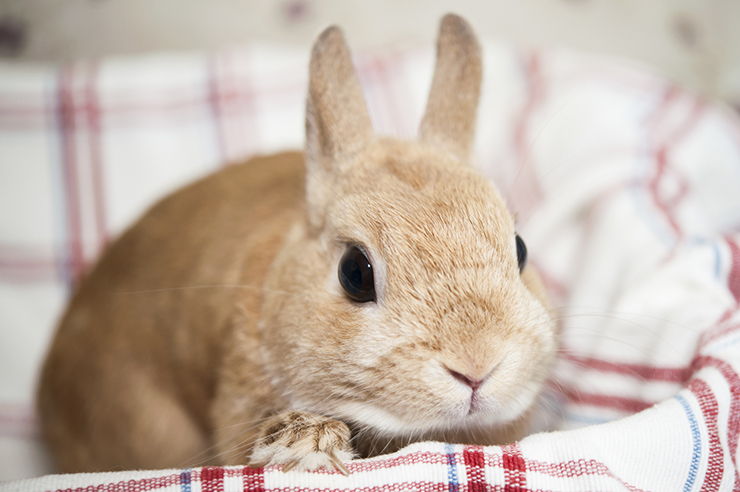 写真：うさぎ