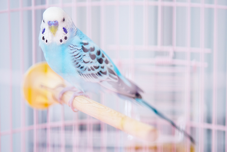 写真：セキセイインコ