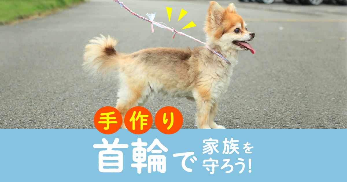 災害時に役立つ 犬の手作り首輪 作り方を動画で解説 どうぶつ防災図鑑 アニコム損保