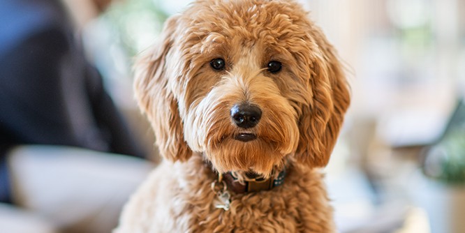 犬飼いさんへ