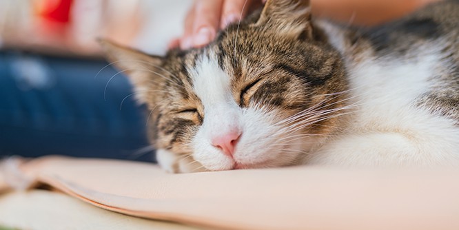猫飼いさんへ