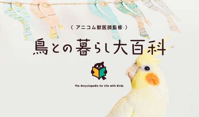 鳥との暮らし大百科