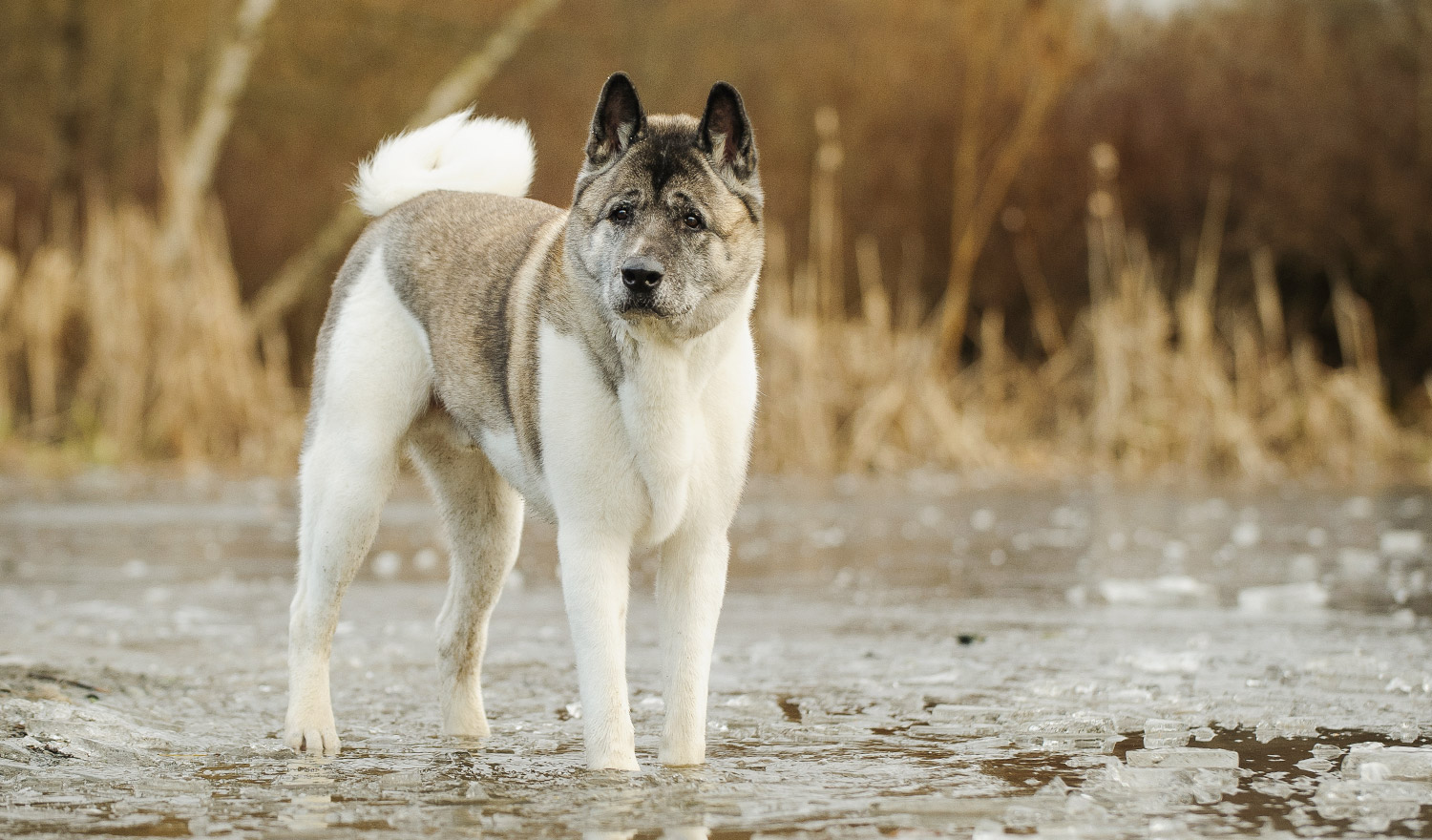 秋田犬 みんなのどうぶつ病気大百科