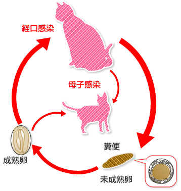 回虫 トキソカラ 症 猫 みんなのどうぶつ病気大百科