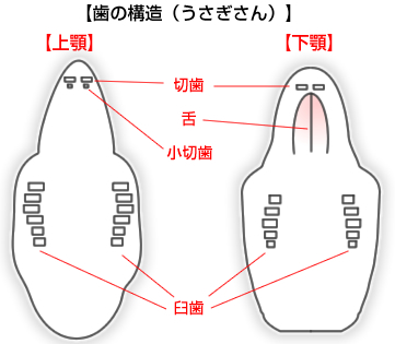 不正咬合 うさぎ みんなのどうぶつ病気大百科