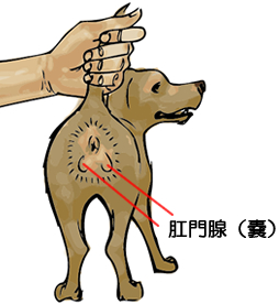 ワンちゃんの肛門腺のお手入れ みんなのどうぶつ病気大百科