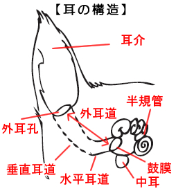 耳の構造
