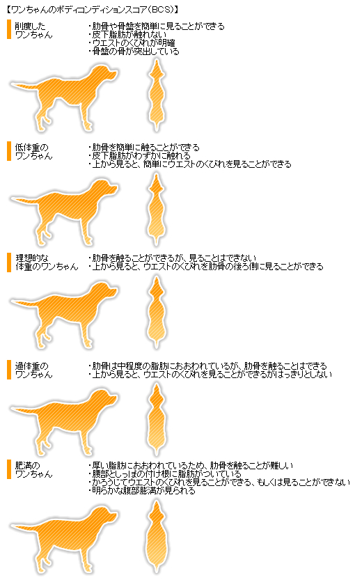 家族を肥満から守ろう 1 犬 みんなのどうぶつ病気大百科 家族を肥満から守ろう 1 犬 みんなのどうぶつ病気大百科