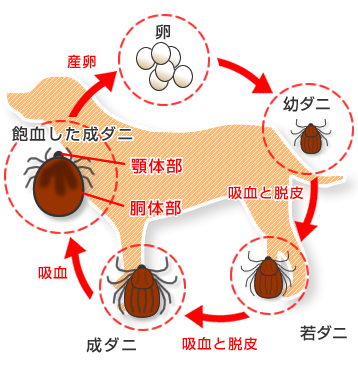 て た 取っ マダニ しまっ