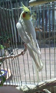  小鳥の飼い方＜食事＞