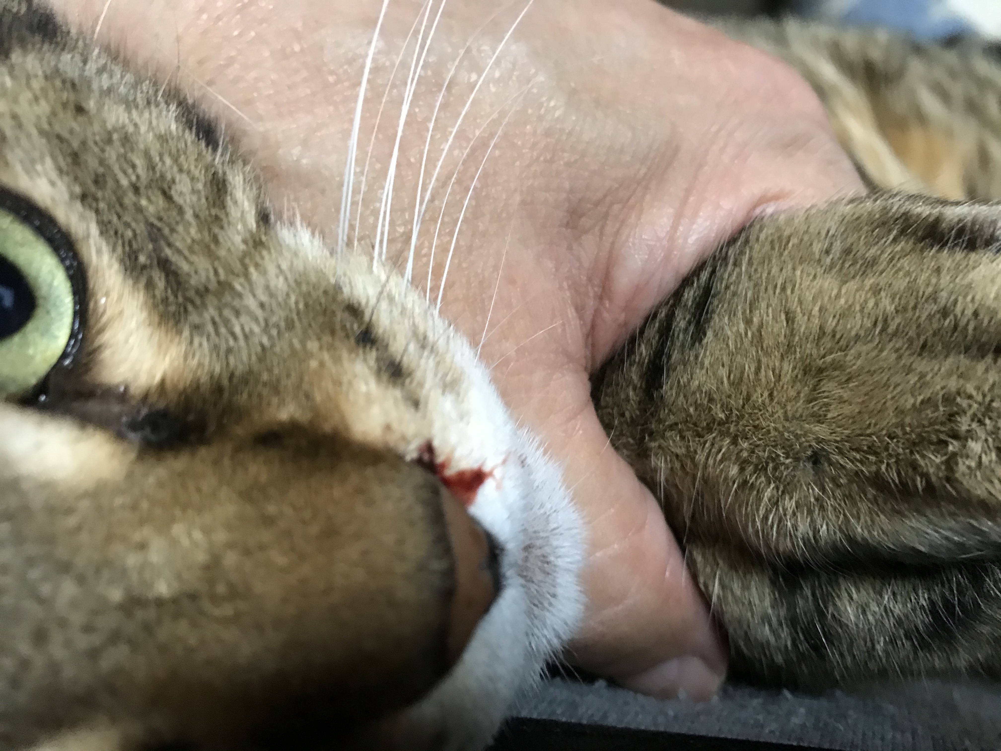 副鼻腔炎 猫 みんなのどうぶつ病気大百科