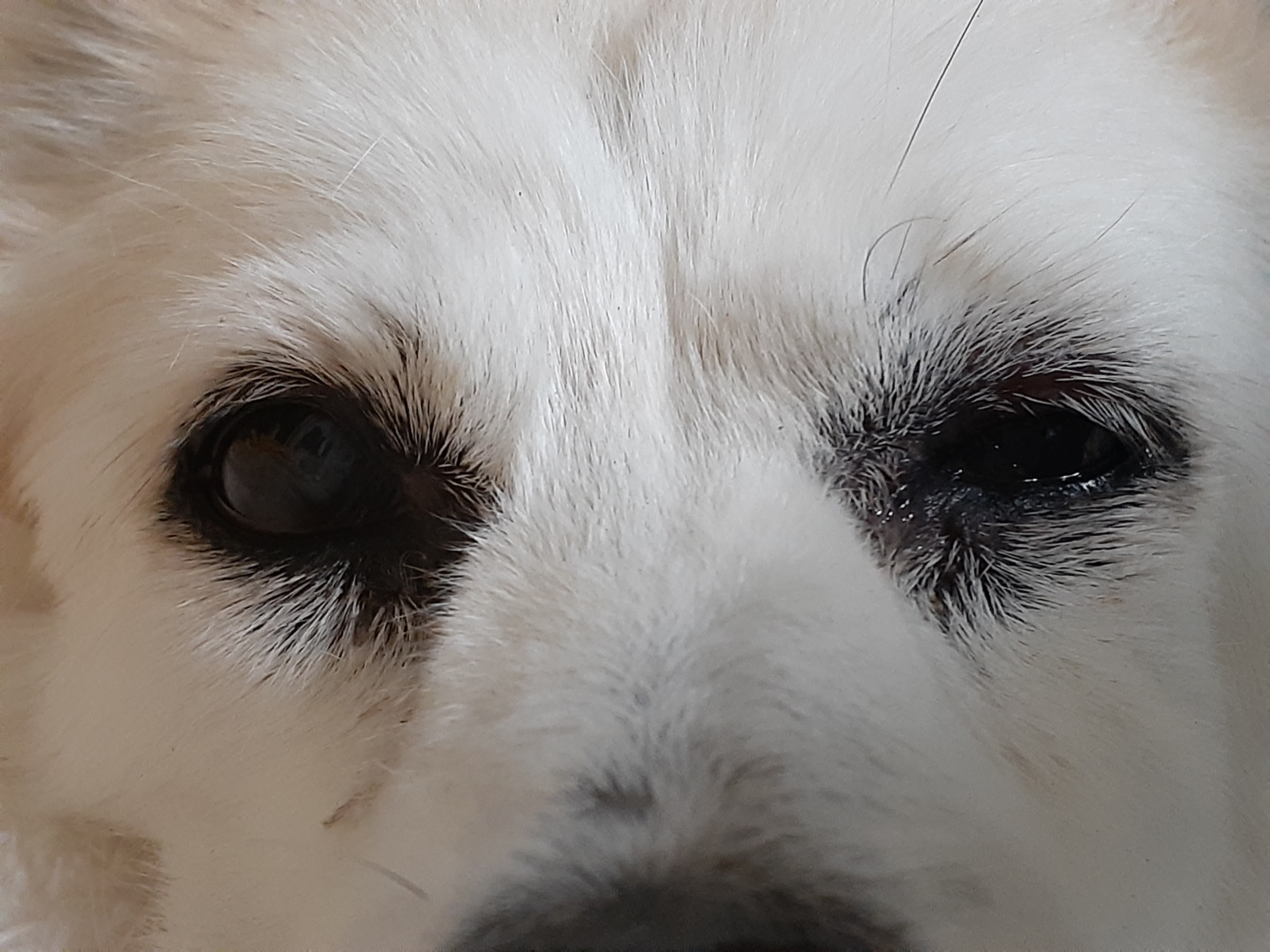 マイボーム腺炎 犬 みんなのどうぶつ病気大百科