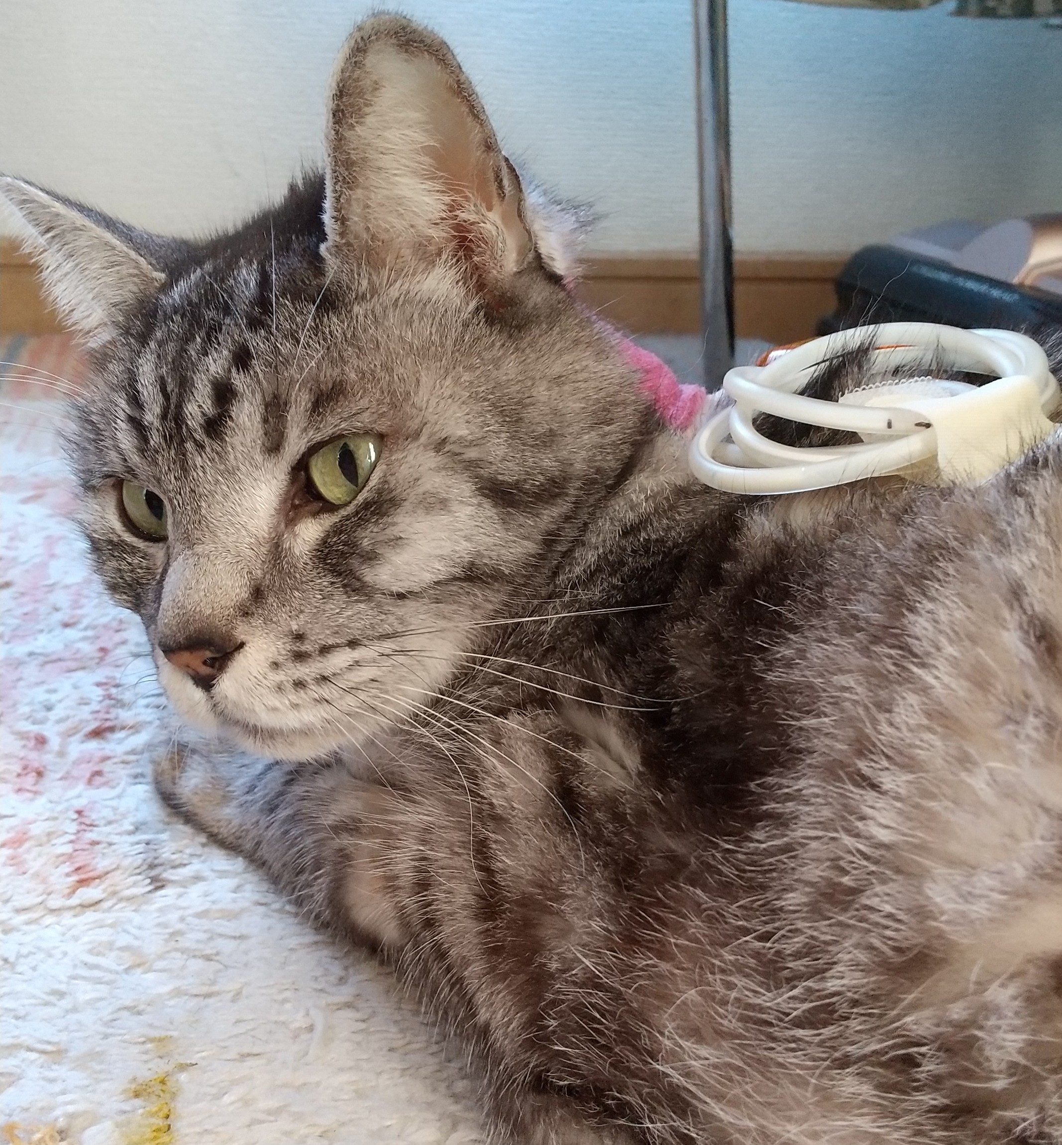 リンパ腫 猫 みんなのどうぶつ病気大百科