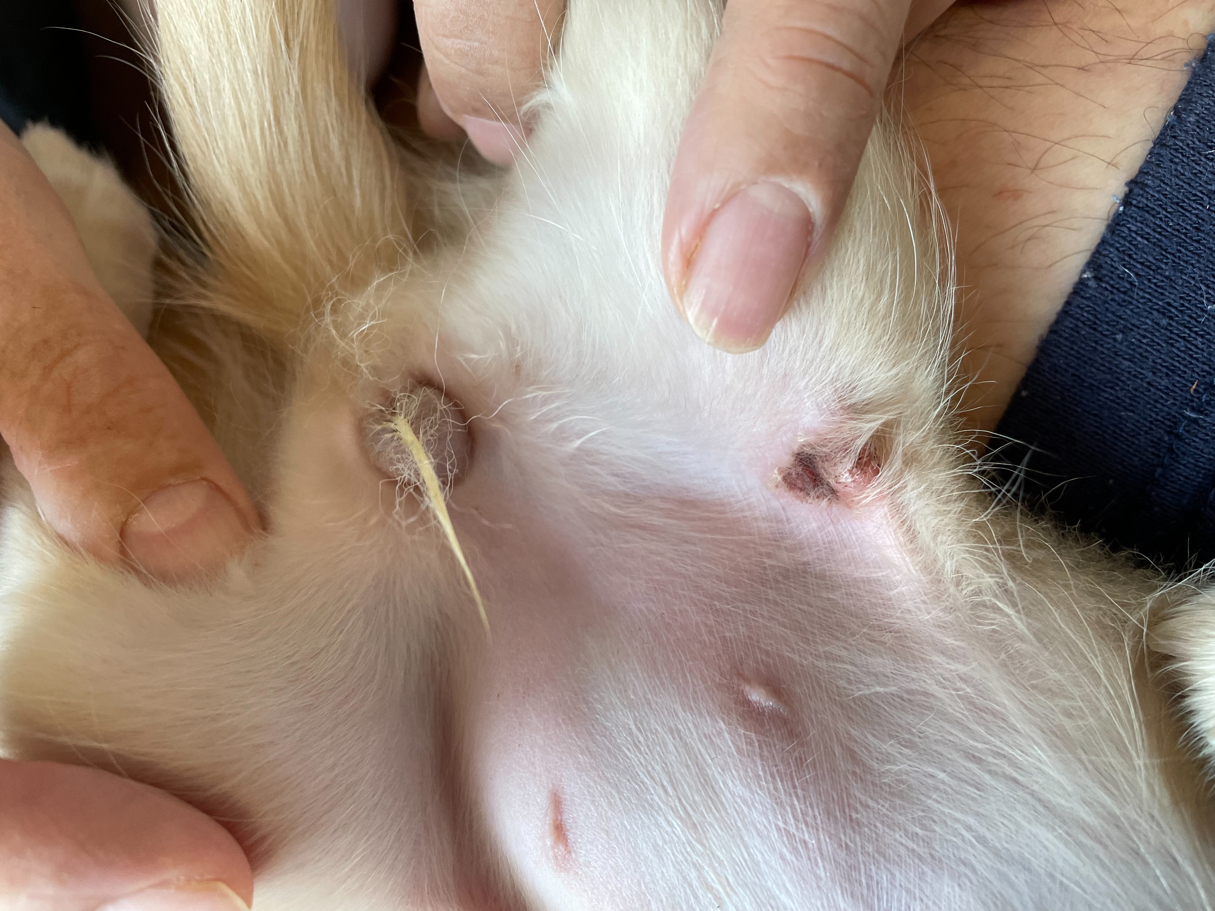 天疱瘡 てんぽうそう 犬 みんなのどうぶつ病気大百科