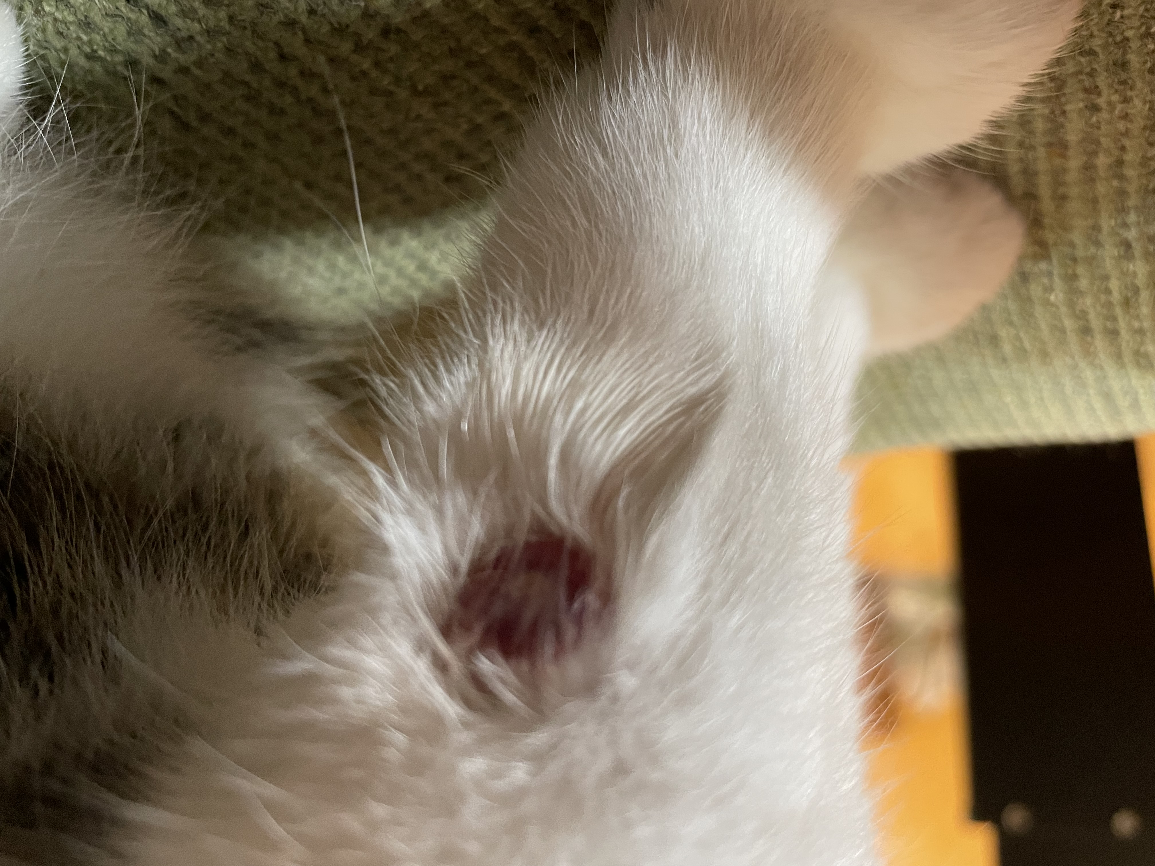 肥満細胞腫 <猫> みんなのどうぶつ病気大百科