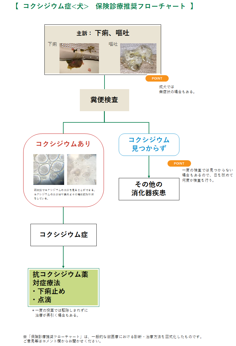 コクシジウム症(犬)のフローチャート