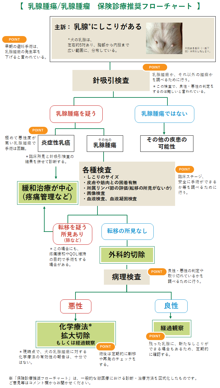 乳腺腫瘍/乳腺腫瘤(犬)のフローチャート