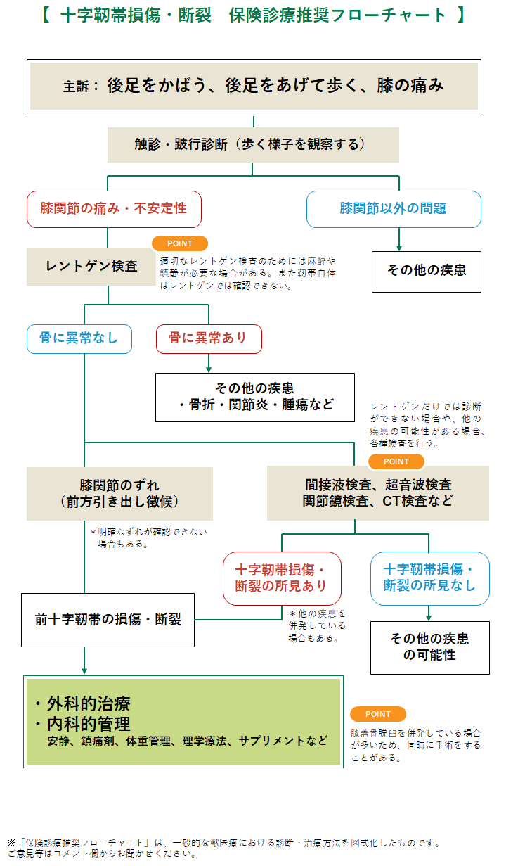 前十字靱帯断裂 犬 みんなのどうぶつ病気大百科 前十字靱帯断裂 犬 みんなのどうぶつ病気大百科
