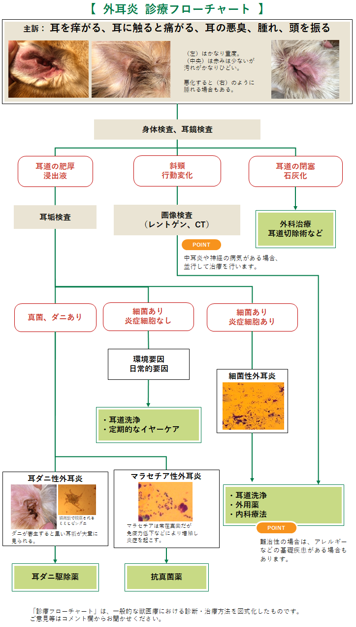 外耳炎のフローチャート