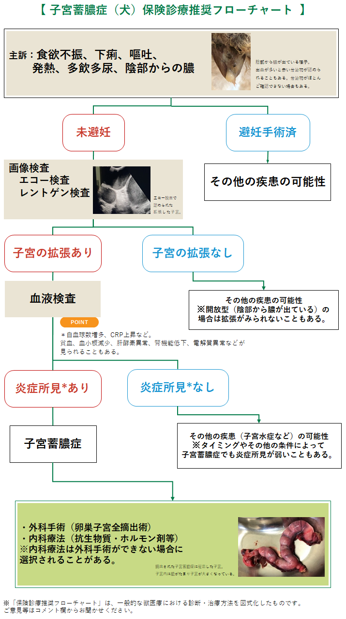 子宮蓄膿症(犬)のフローチャート