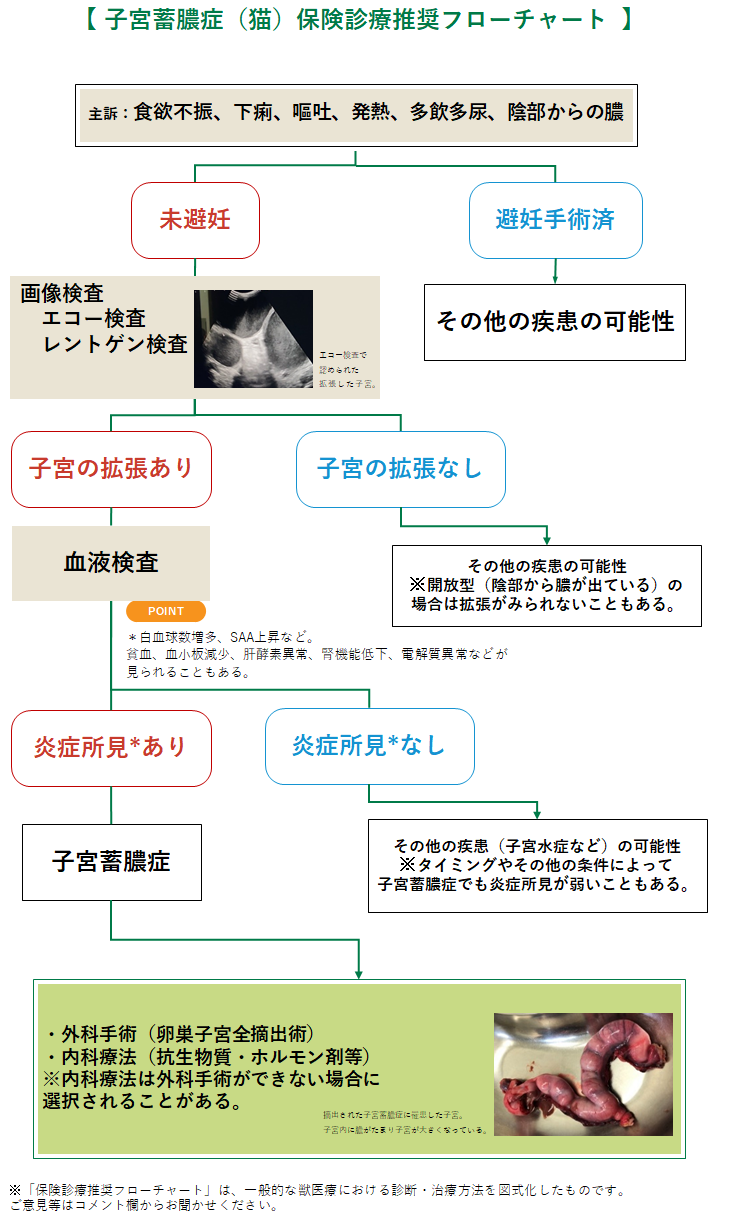 子宮蓄膿症(猫)のフローチャート