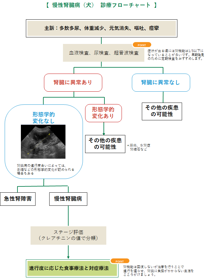 腎不全 犬 みんなのどうぶつ病気大百科