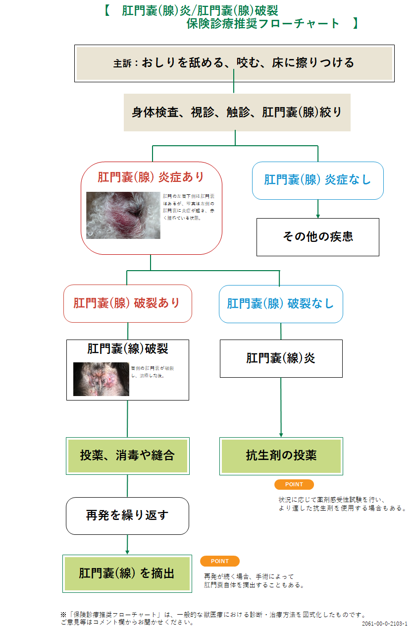 肛門嚢(腺)炎/肛門嚢(腺)破裂のフローチャート