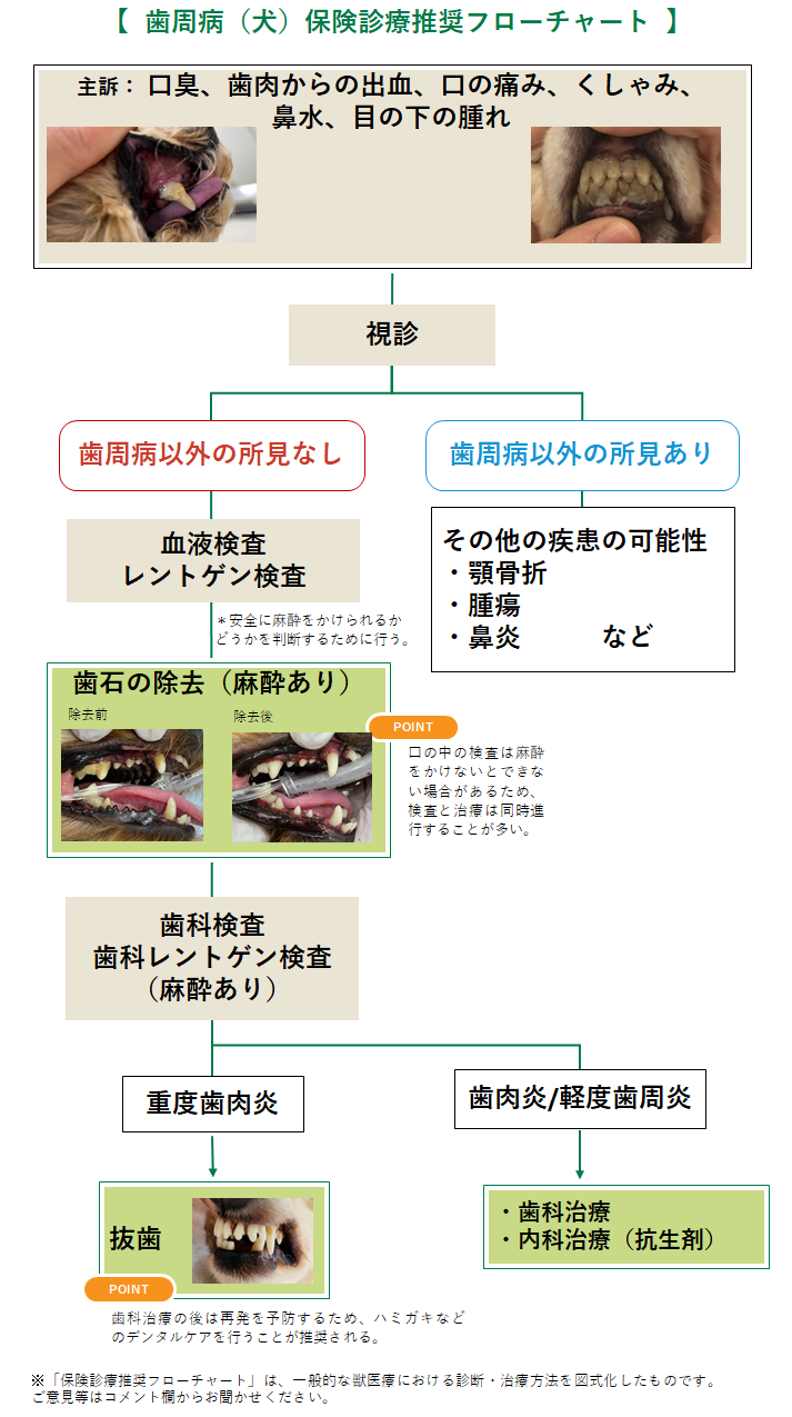 歯周病(犬)のフローチャート