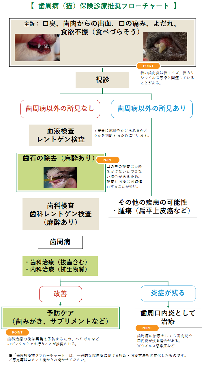 歯周病(猫)のフローチャート