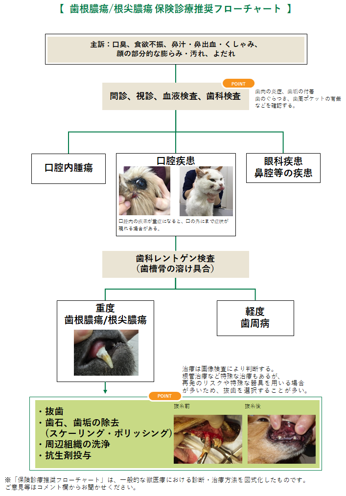 歯根膿瘍/根尖膿瘍のフローチャート