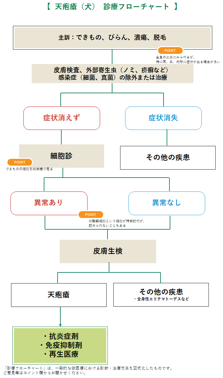 天疱瘡の診療フローチャート