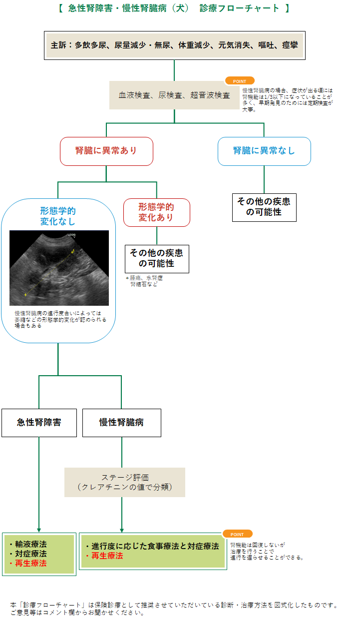 腎不全の診療フローチャート