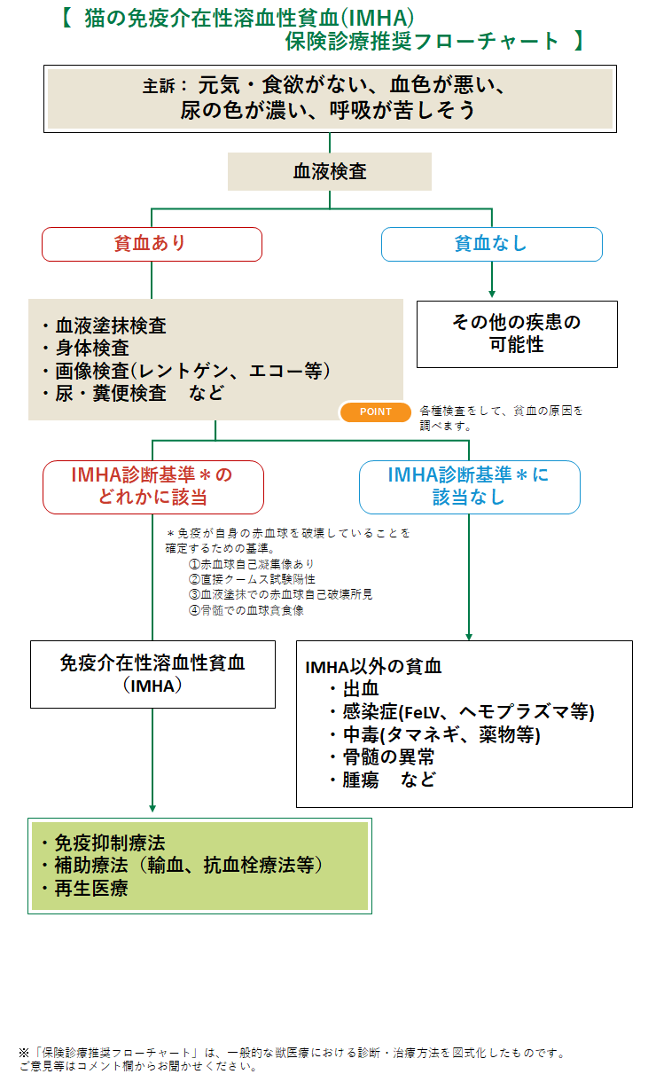 猫の免疫介在性溶血性貧血(IMHA)の診療フローチャート
