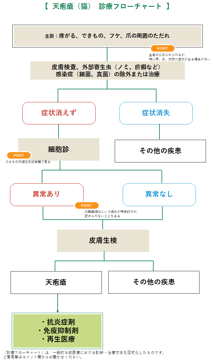 天疱瘡の診療フローチャート