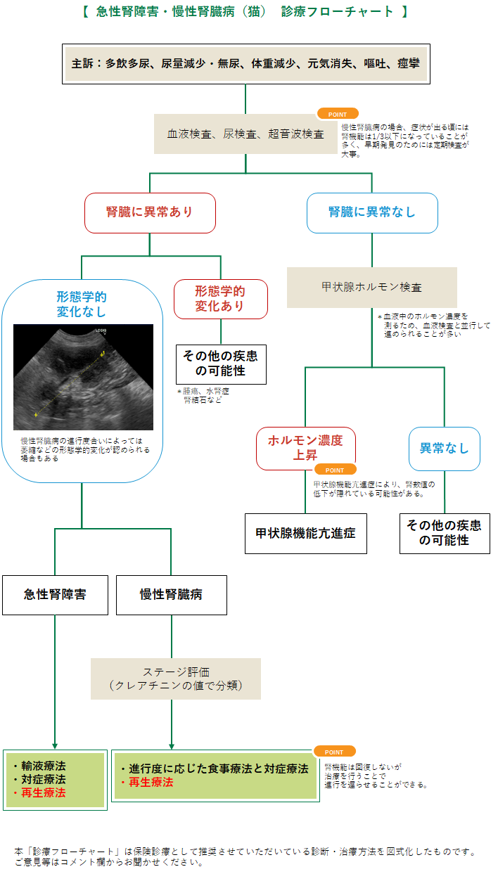 腎不全の診療フローチャート