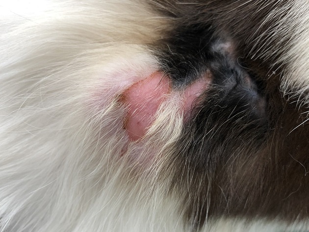 皮膚糸状菌症の猫（右肩部）