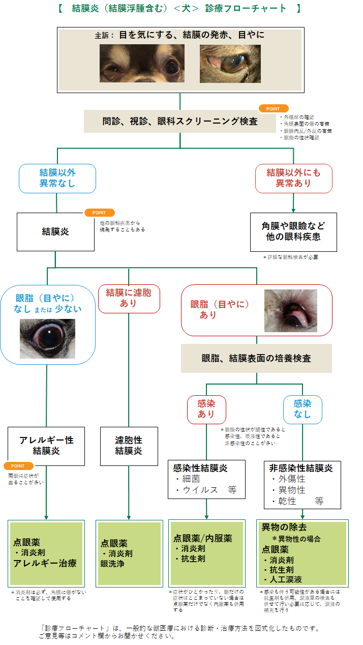 結膜炎(結膜浮腫含む)(犬)のフローチャート