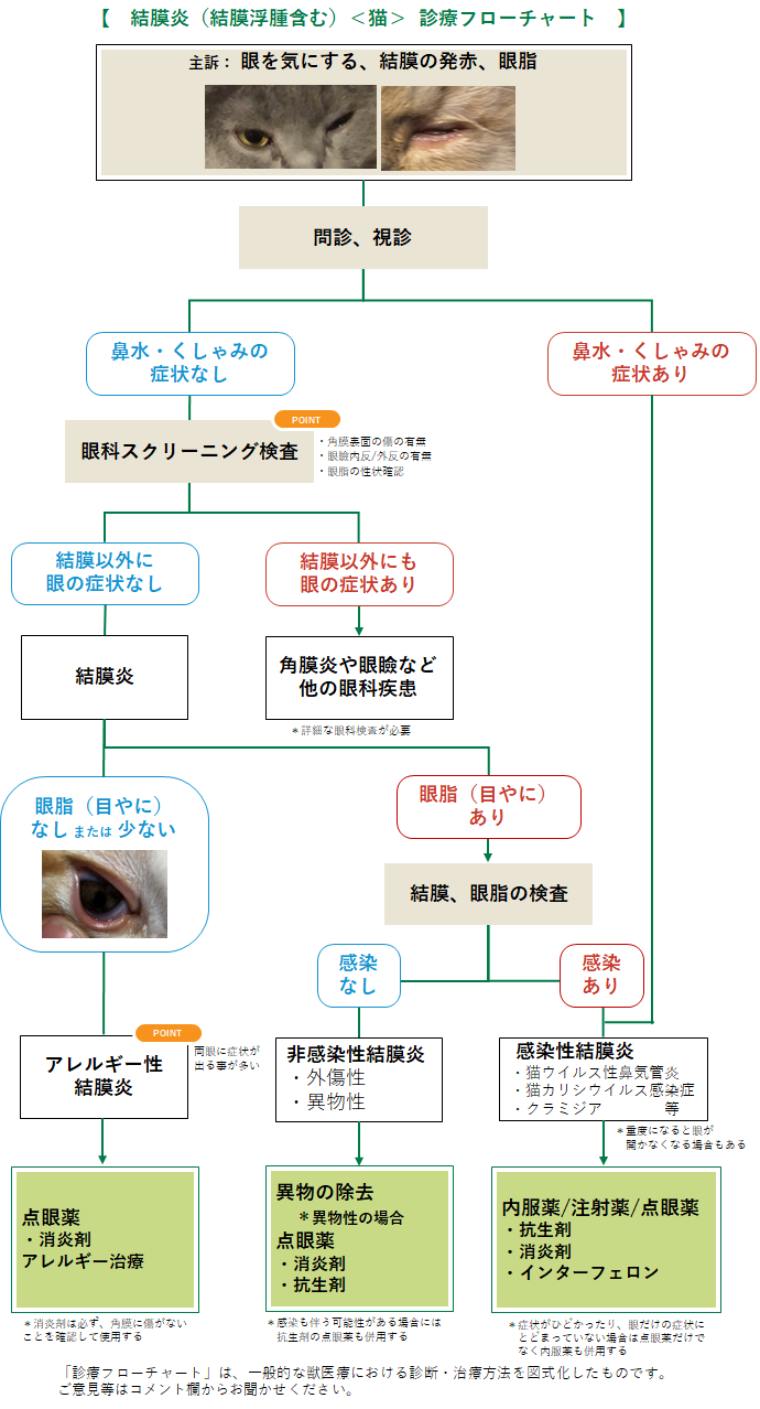 結膜炎(結膜浮腫含む)(猫)のフローチャート