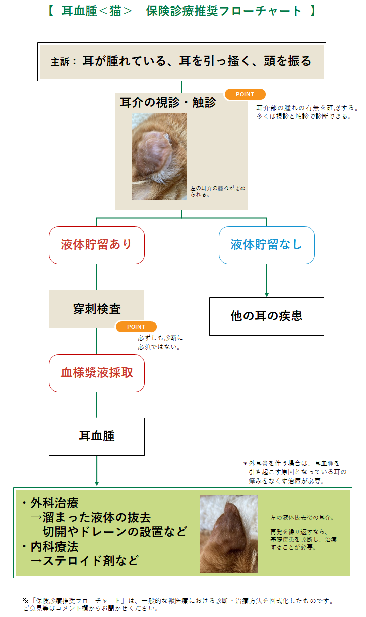 耳血腫(猫)のフローチャート