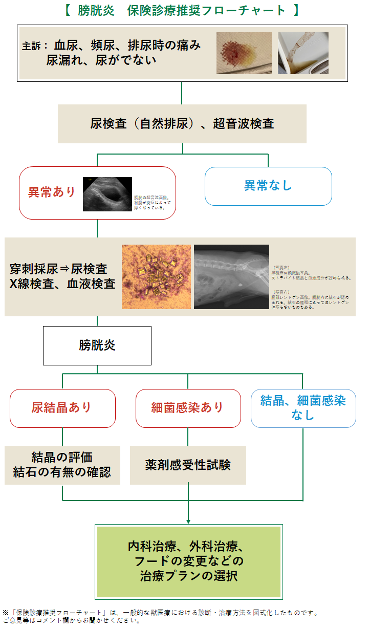膀胱炎のフローチャート