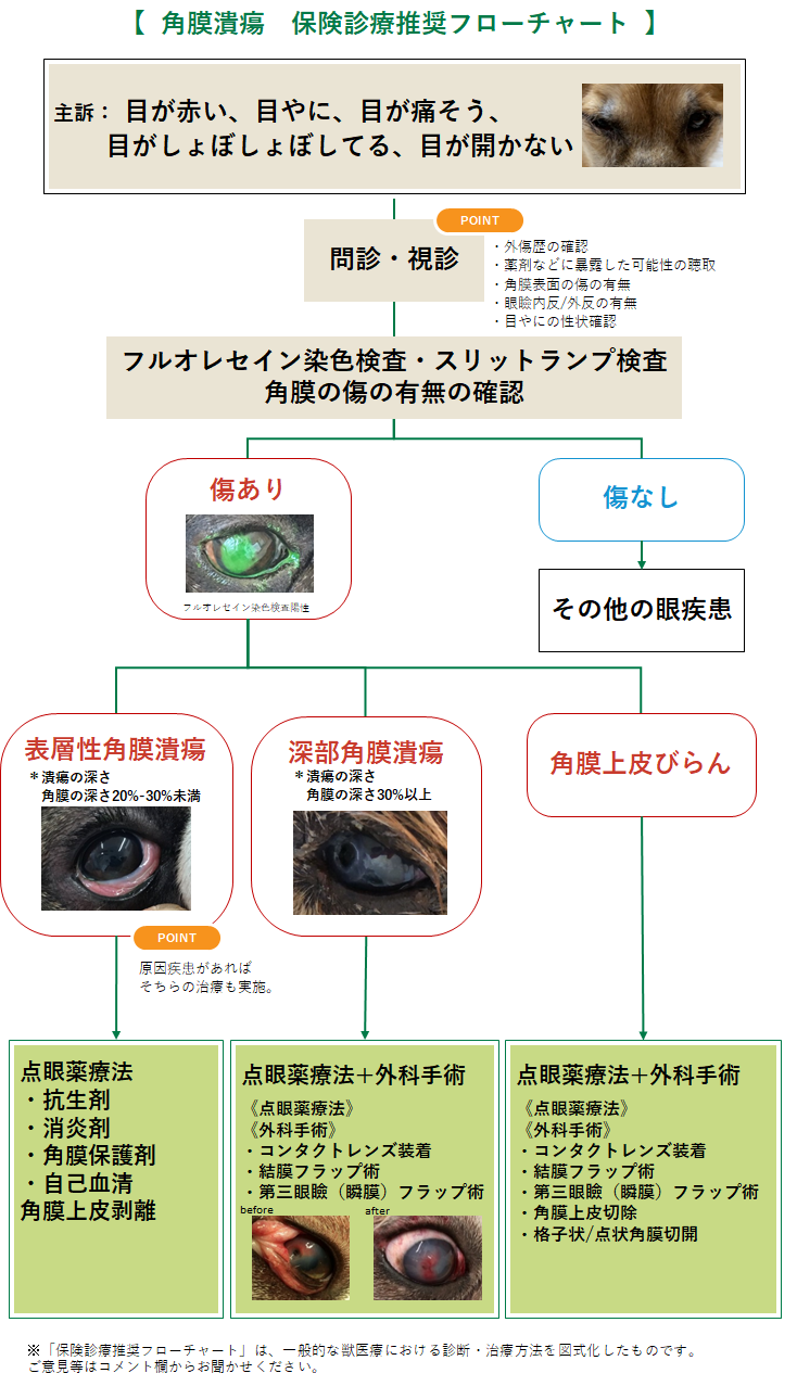 角膜潰瘍のフローチャート